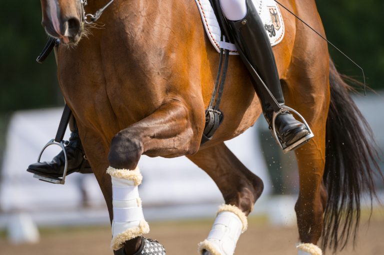 basic-horse-accessories-bcsaddlery