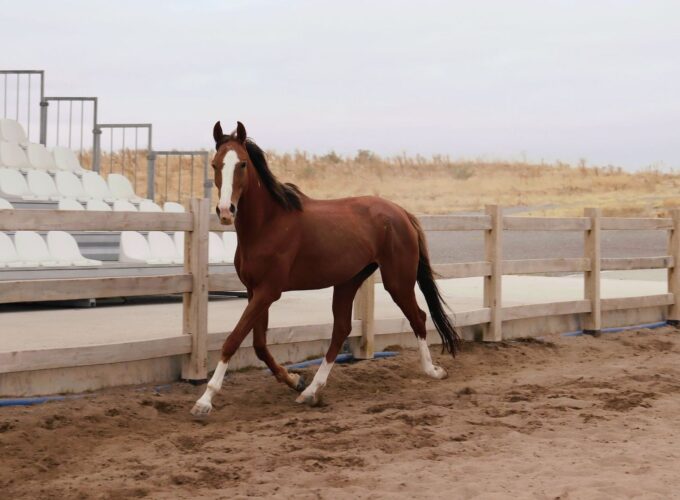 Chestnut horse trotting beside a fence in a sandy arena