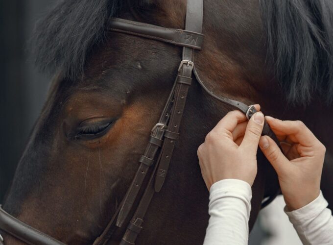 Hands adjust a leather bridle on a dark brown horse