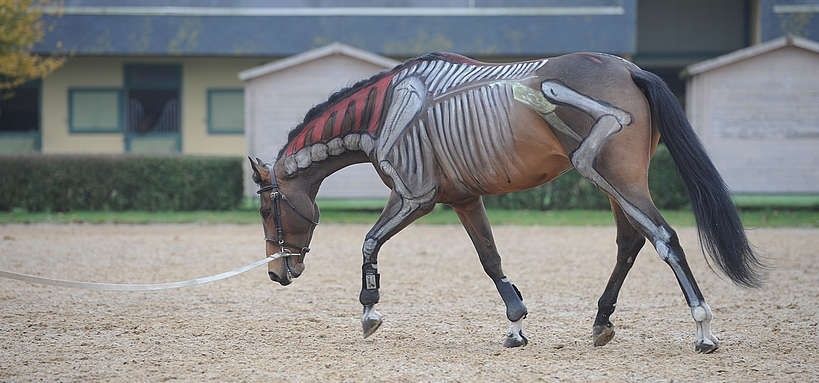 Horse model showing exposed skeletal and muscular anatomy in an arena